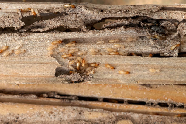 Pest Prevention Services in Corydon, IA